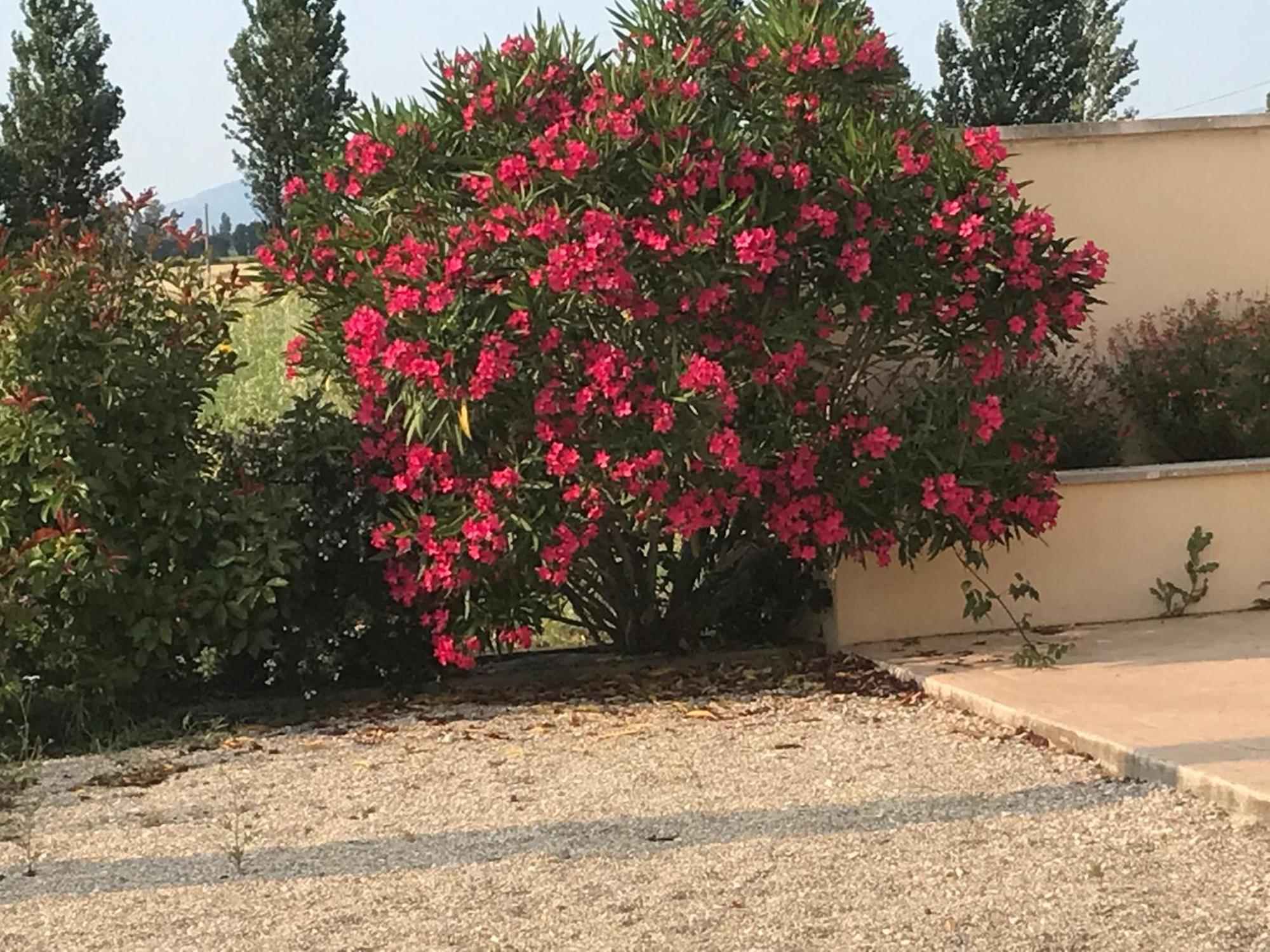 Le Figuier Apartman Tulette Kültér fotó